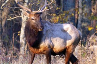 Archery Season Kicks Off for Washington and Mid