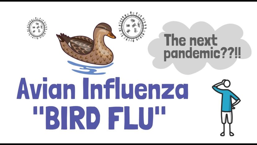 Avian influenza