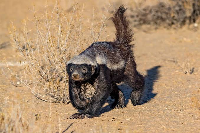 Badgers obtain 23