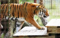 Bird flu kills 20 big cats at US animal sanctuary