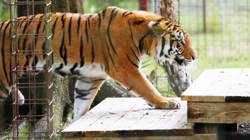 Bird flu kills 20 big cats at US animal sanctuary