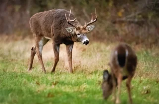 Bureau County Hunters Fall Just Shy Of Taking Down 1000 Deer Over 7