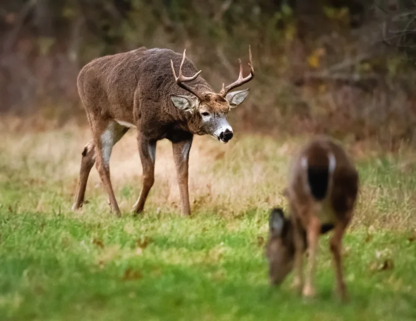 Bureau County Hunters Fall Just Shy Of Taking Down 1000 Deer Over 7