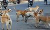 Elderly woman killed in stray dog attack in Kerala