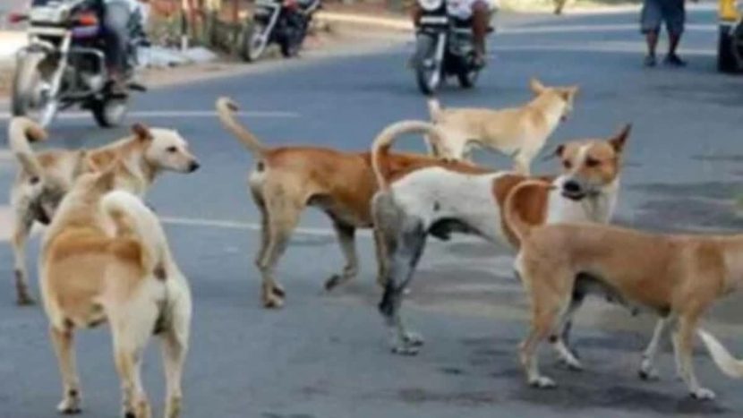 Elderly woman killed in stray dog attack in Kerala