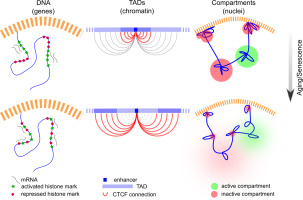 Genetic insights into reproductive health and longevity