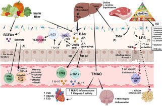 How the Microbiome Shapes Inflammation and Athletic Performance