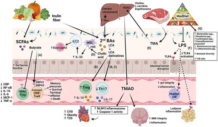 How the Microbiome Shapes Inflammation and Athletic Performance