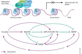 MeCP2 goes into unmethylated territories