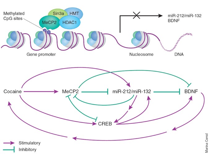 MeCP2 goes into unmethylated territories