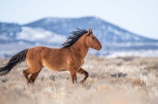 Opposition grows against Nevada's Virginia Range wild horse fencing initiative