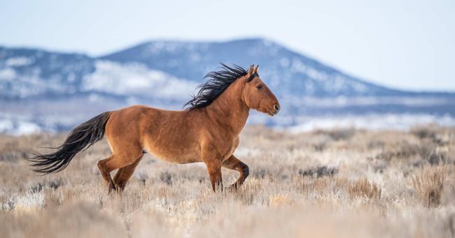 Opposition grows against Nevada's Virginia Range wild horse fencing initiative