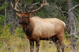 Park Service consents to suspend the dismantling of the Point Reyes seashore fence, yet elk have already ...