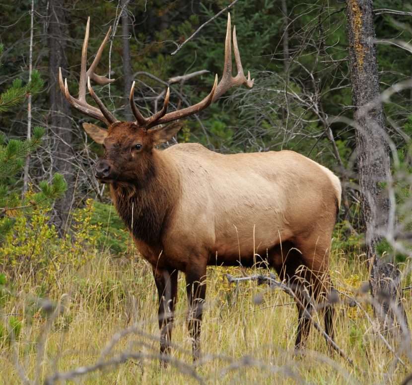 Park Service consents to suspend the dismantling of the Point Reyes seashore fence, yet elk have already ...