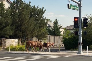 Residents are worried about wild horses following news of suggested fencing in Washoe Valley.