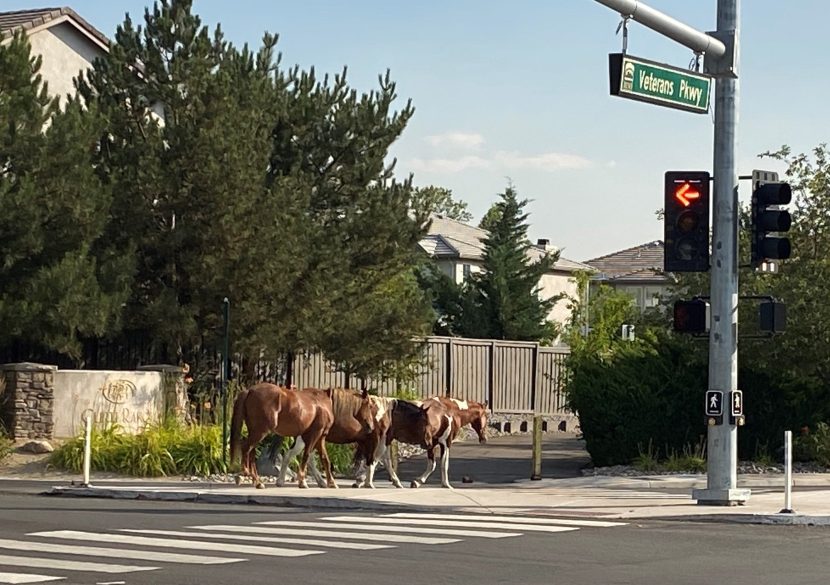 Residents are worried about wild horses following news of suggested fencing in Washoe Valley.