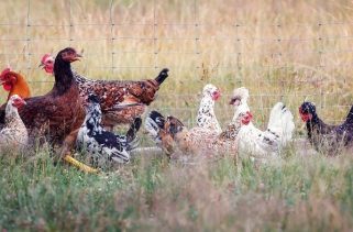 Situation update H7N6 avian influenza identification Otago – 7 December 2024