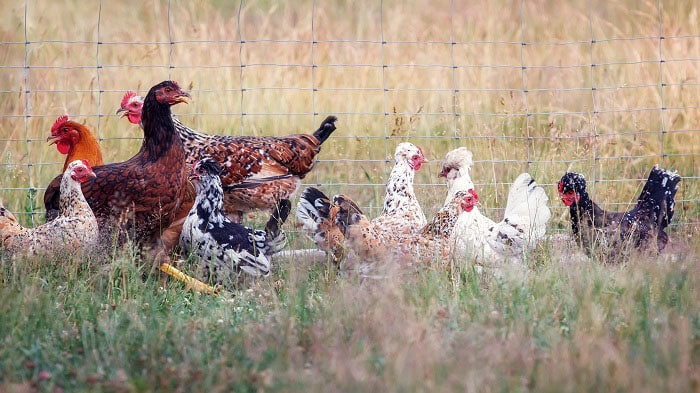 Situation update H7N6 avian influenza identification Otago – 7 December 2024