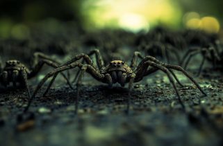 Slingshot spiders depend on favorable vibrations to capture their meal.