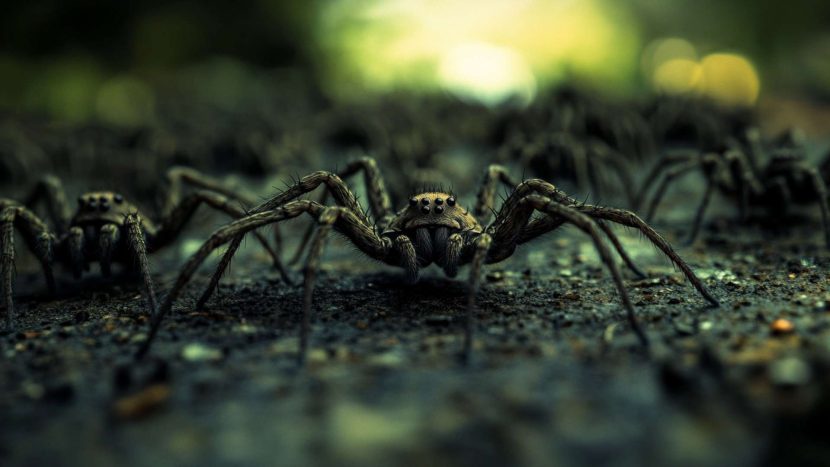 Slingshot spiders depend on favorable vibrations to capture their meal.