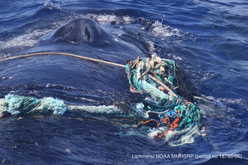 Third entangled endangered whale spotted in span of a week off East Coast