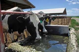 USDA mandates testing throughout the country's milk supply due to increasing cases of avian influenza.