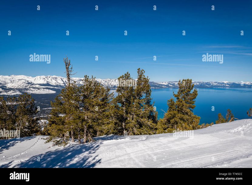 Watch bear crash into snowboarder on Lake Tahoe slope at Heavenly Ski Resort