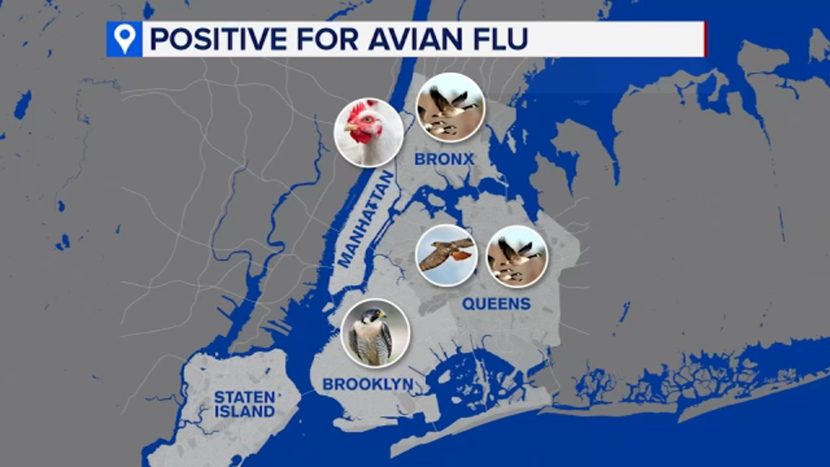 Which Animals Have Caught Bird Flu In The US?