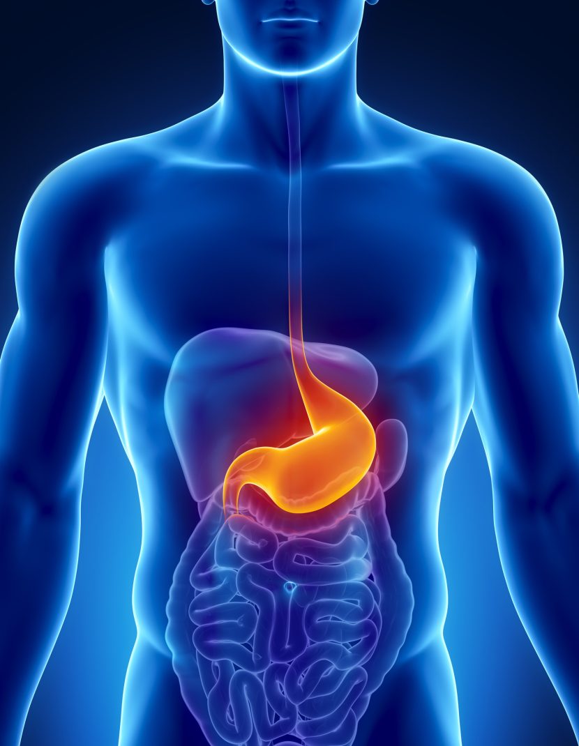 Why is stomach health the answer to better fitness and life