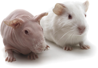 Abundance of guinea pigs available to new homes in new year