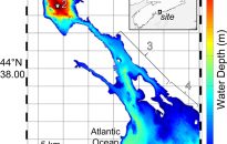 Bats surf storms to cross continents