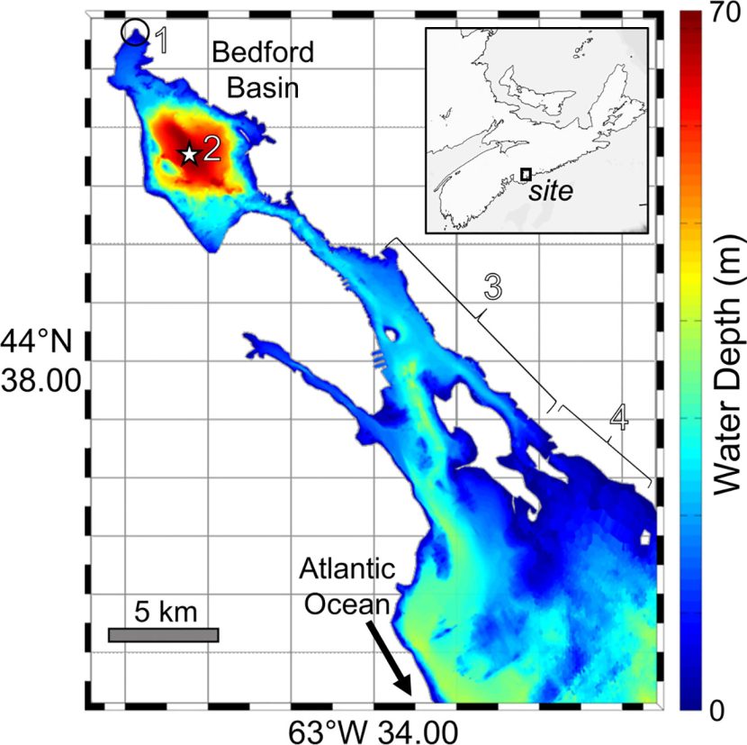 Bats surf storms to cross continents