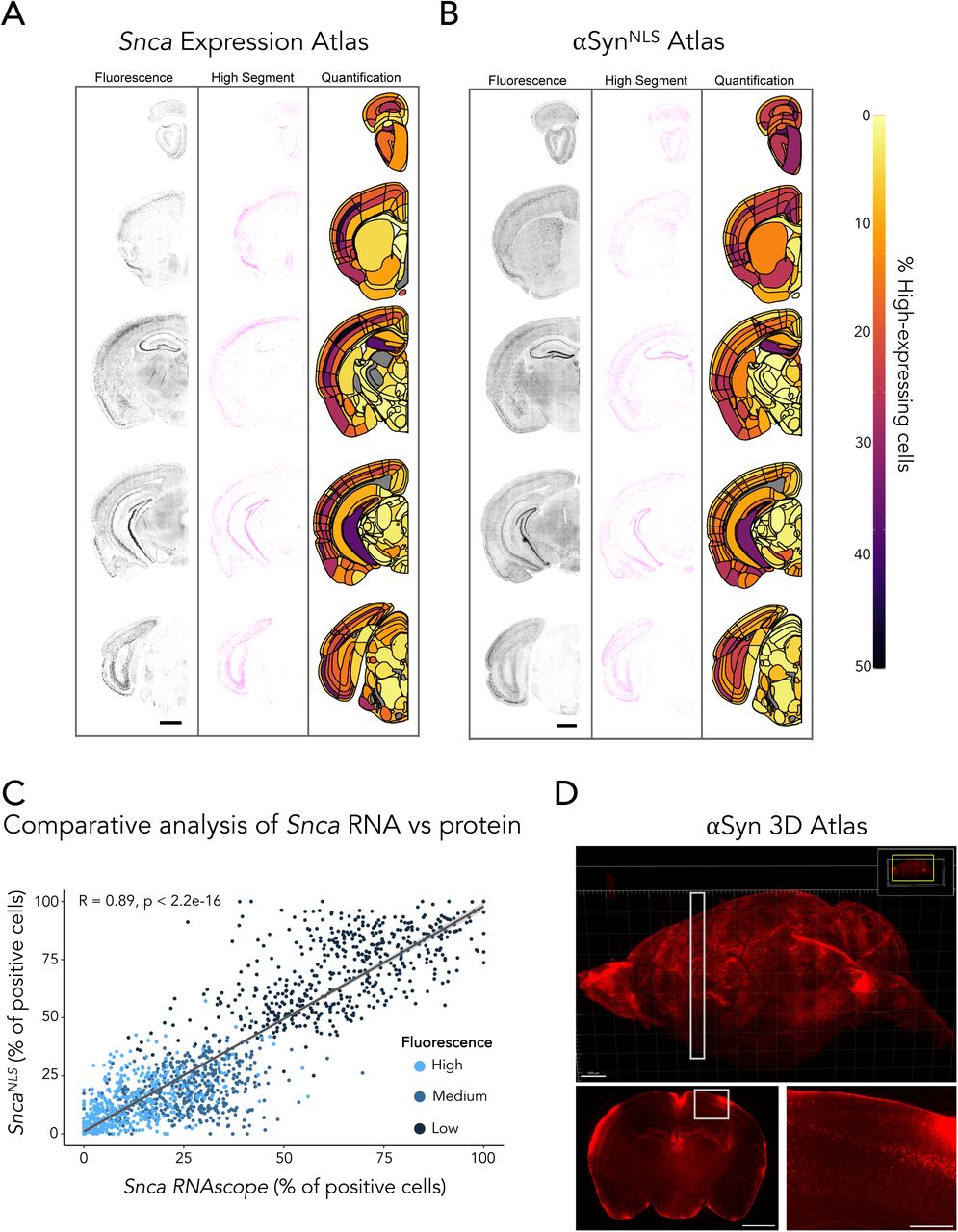 Brain mapping reveals cell