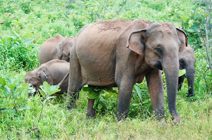 Elephant Rumblings