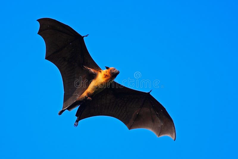 Fruit Bats fly the Ealing flag in Florida