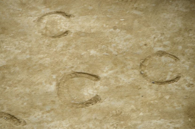 Hoof prints