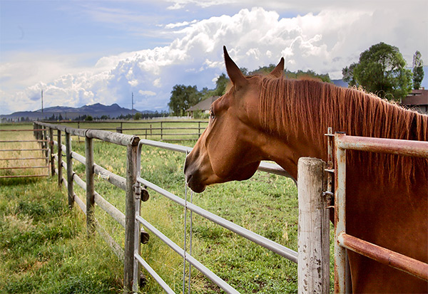 Horse Protection Act Update