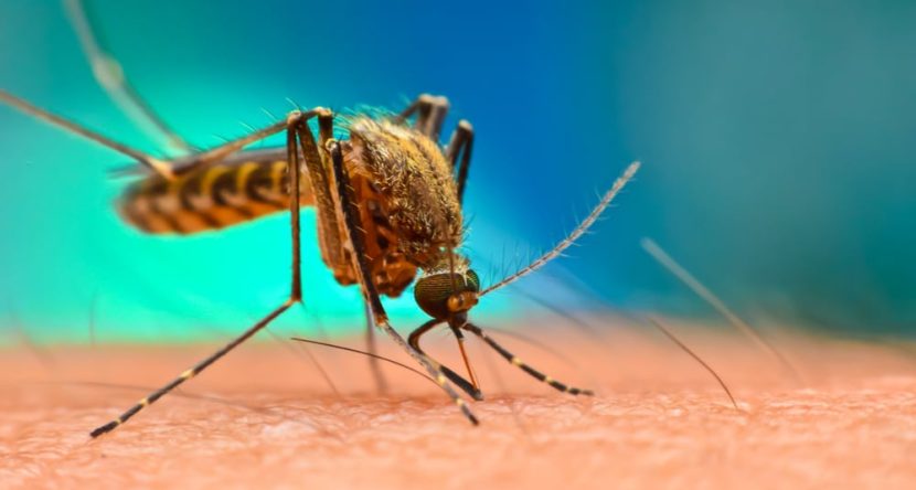 Japanese encephalitis warning in Victoria's north as virus detected in mosquitoes