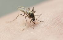 Mozzies may be carrying Japanese encephalitis this summer. Here's what to know if you're spending time outdoors