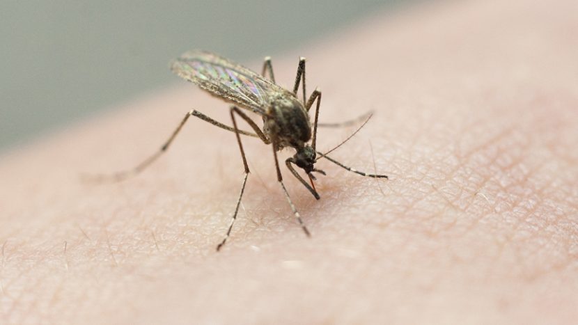 Mozzies may be carrying Japanese encephalitis this summer. Here's what to know if you're spending time outdoors