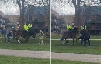 'Poisoning' mystery as police say no evidence of crime after two horses found dead in field