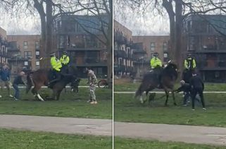 'Poisoning' mystery as police say no evidence of crime after two horses found dead in field