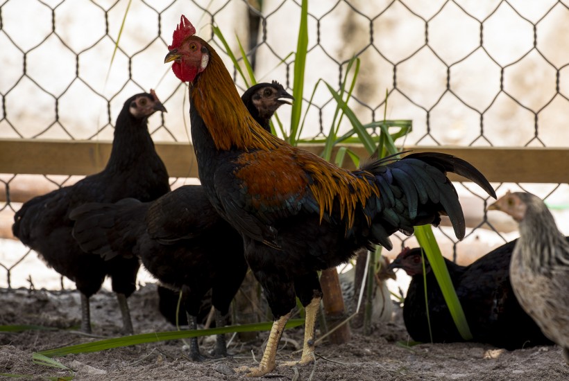 Swimming Canada and Chicken Farmers of Canada renew partnership through 2028