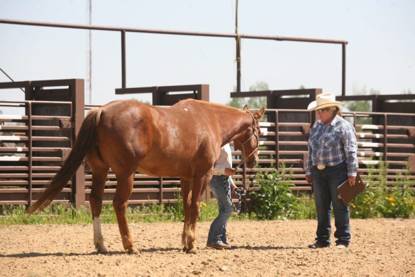 Update & Resources Regarding New USDA Requirements under the Horse Protection Act
