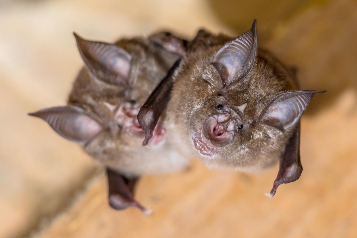 Bat gene provides insight into fighting COVID