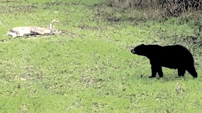 Go Girls, Go Bears, Go Play Set For Feb. 16