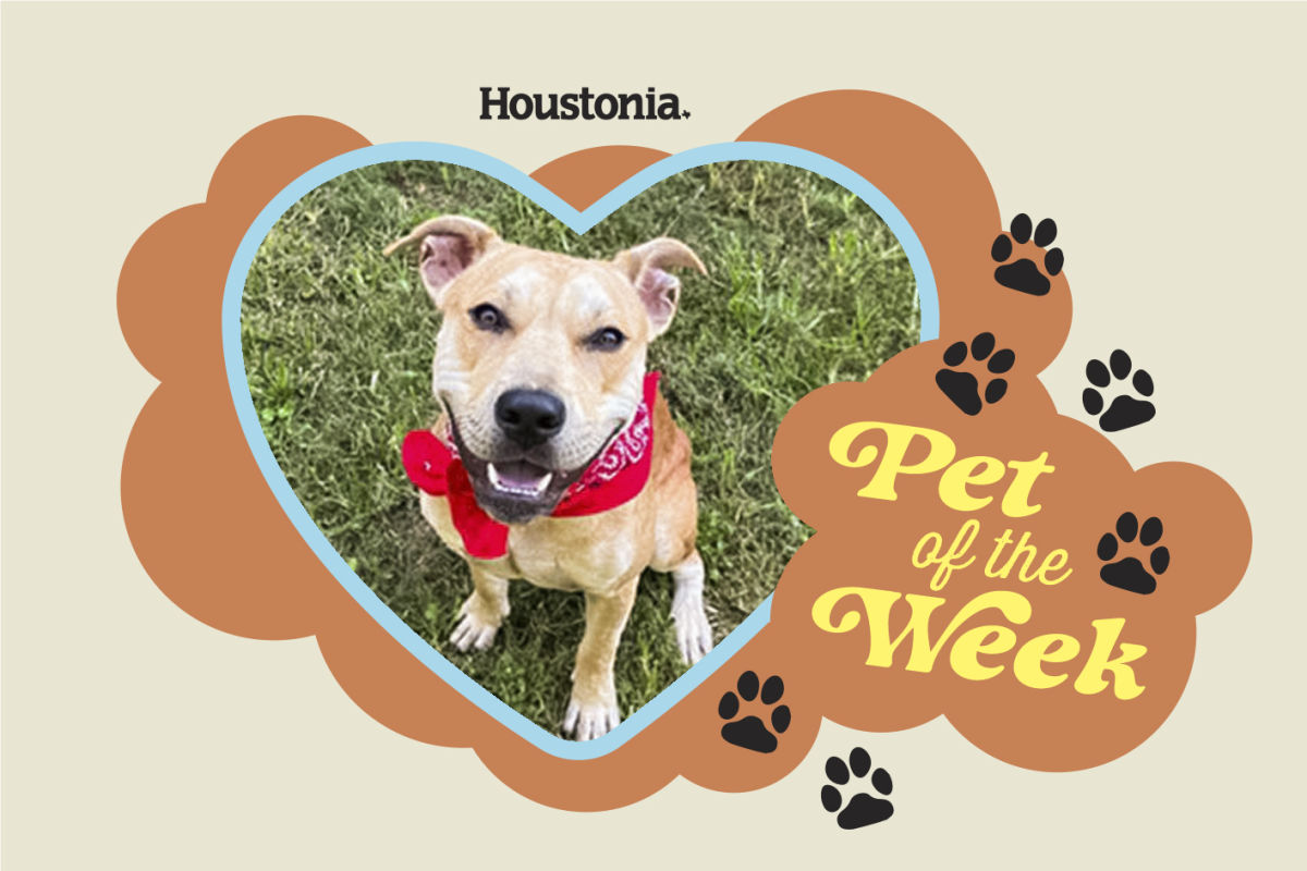 Pet of the Week
