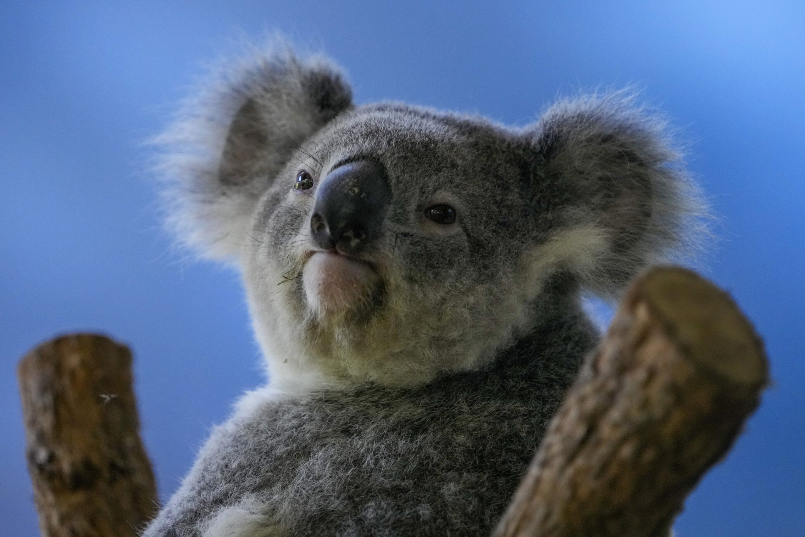 Chlamydiosis discovered in South West Sydney Koalas and public kept in the dark