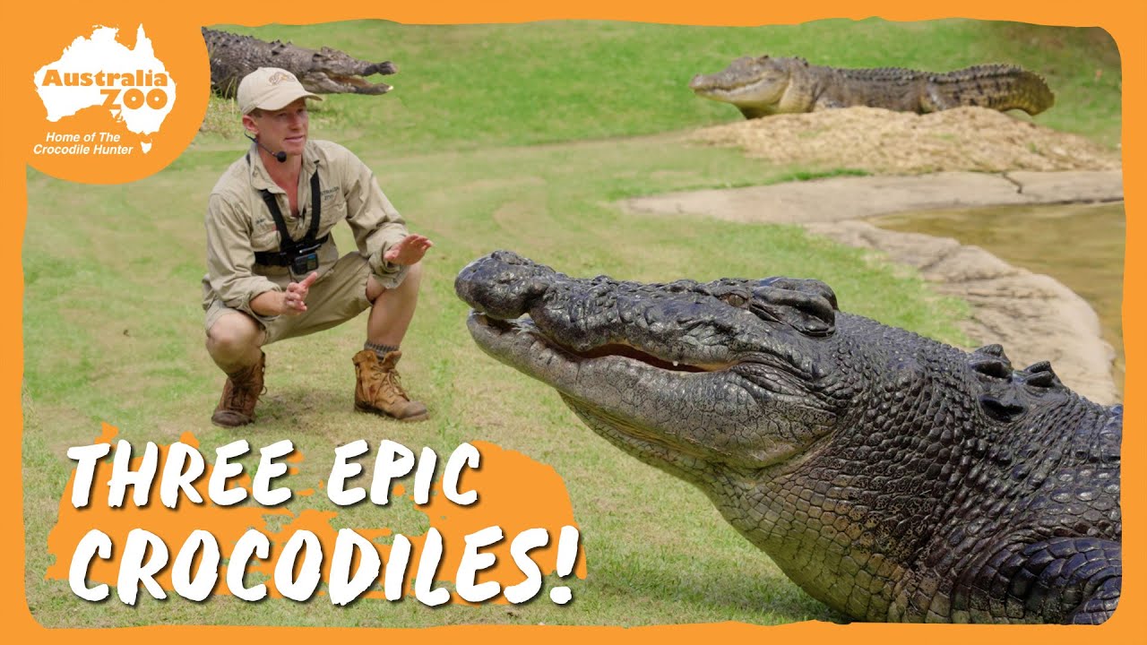 Crocodile