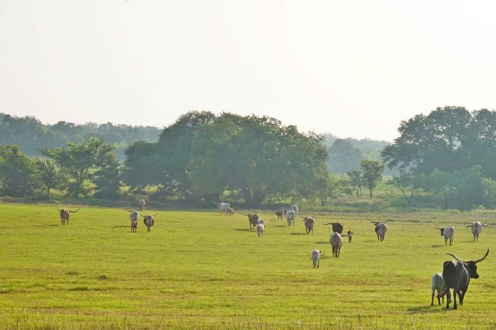 Longhorn Fencing & Supply Awareness 2025 30